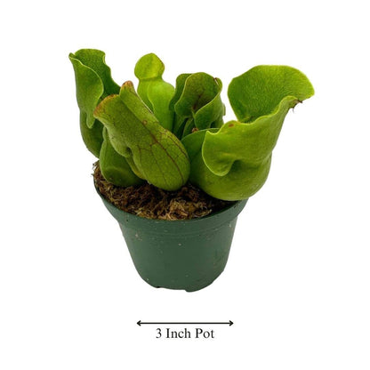 BubbleBlooms Jumbo Sweet Pitcher Plant, in a 3 Inch Pot, Carnivorous Plant, Sarracenia pitcherplant