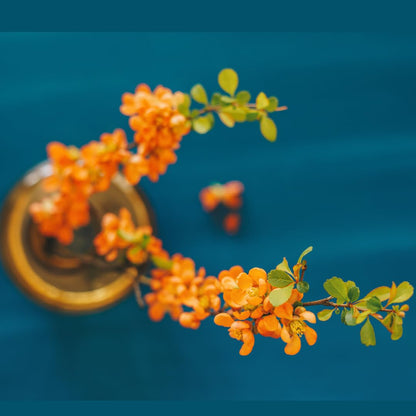 Chaenomeles Japonica Flowering Quince Tree Live Plant Bush Shrub, 3-6" in Tall in 4" Pot, Well Rooted Starter Plants, Zones 5-9, Apricot Peach Color Bloom