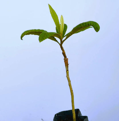 Grafted Loquat (Eriobotrya Japonica) Tropical Plantae Live Fruit Tree 2′-3′ feet