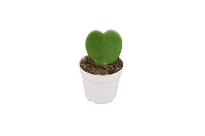 Hoya Plant, Live Indoor Plant 4 inch Grower's Pot (Kerrii Single Heart)