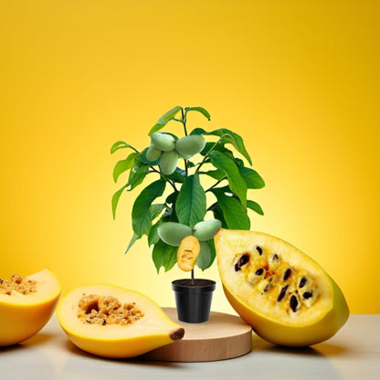 3 Pawpaw Trees Live Plants, 1 Year Old Paw Paw 7 to 12" Tall Bare Roots, Dormant in Winter