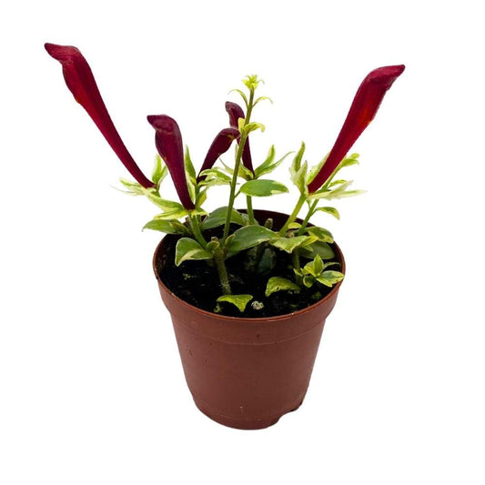 Harmony Foliage Columnea Broget Stavanger in a 2 inch Pot Goldfish Plant, Lipstick Plant, red Flower