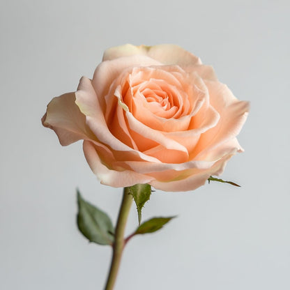 GlobalRose 75 Peach Roses Bouquet - Responsibly Sourced Roses Fresh Flowers - Hand-Picked Flowers Fresh Bouquet for Graduation, Anniversary, Birthday & Special Occasions (4 Bunches of 25 Stems)