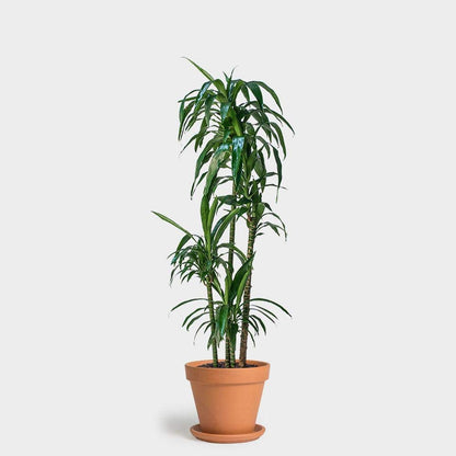 Dracaena Lisa Elegance Cane - Live Plant in a 10 Inch Pot - Dracaena Deremensis - Beautiful Easy Care Air Purifying Indoor Houseplant