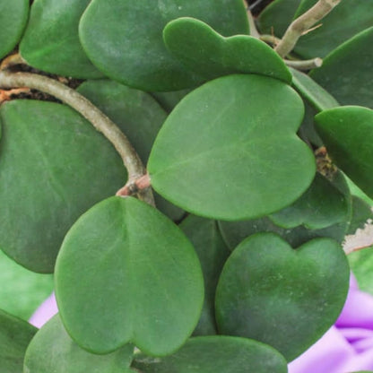 Hoya Kerrii Heart Plant Live in 4" Pot | Low Maintenance Heart-Shaped Succulent | Established Root System for Windowsills and Desks