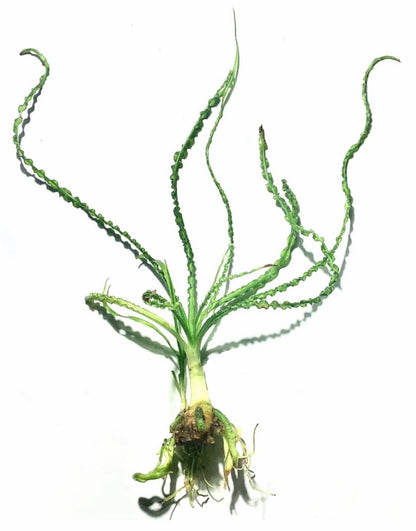 Marcus Fish Tanks Crinum Calamistratum Easy to Grow Hardy Live Aquarium Plant Betta Fish Plants