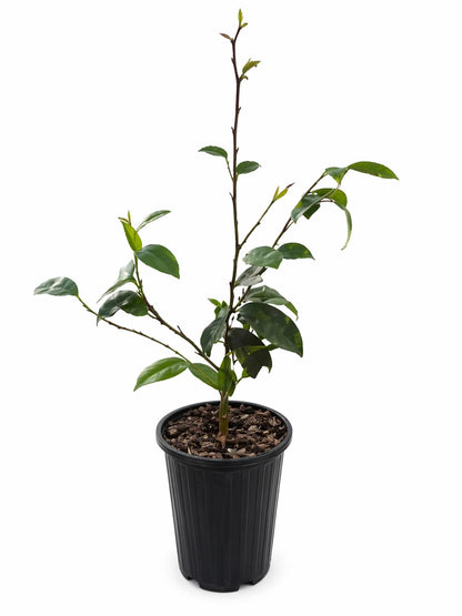 Banana Magnolia Bush (Banana Shrub) - 12-18" Tall Live Plant - Gallon Pot - Fragrant Evergreen Flowering Hedge - Magnolia figo