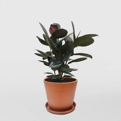 Rubber Plant - Live Plant in a 4 Inch Pot - Ficus Elastica “Burgundy” - Beautiful Easy Care Air Purifying Indoor Houseplant