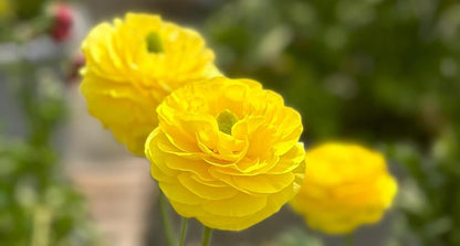 15pcs Mixed Peony Ranunculus Bulbs Corms Flower Bulbs Garden Blooms Planting (Yellow)