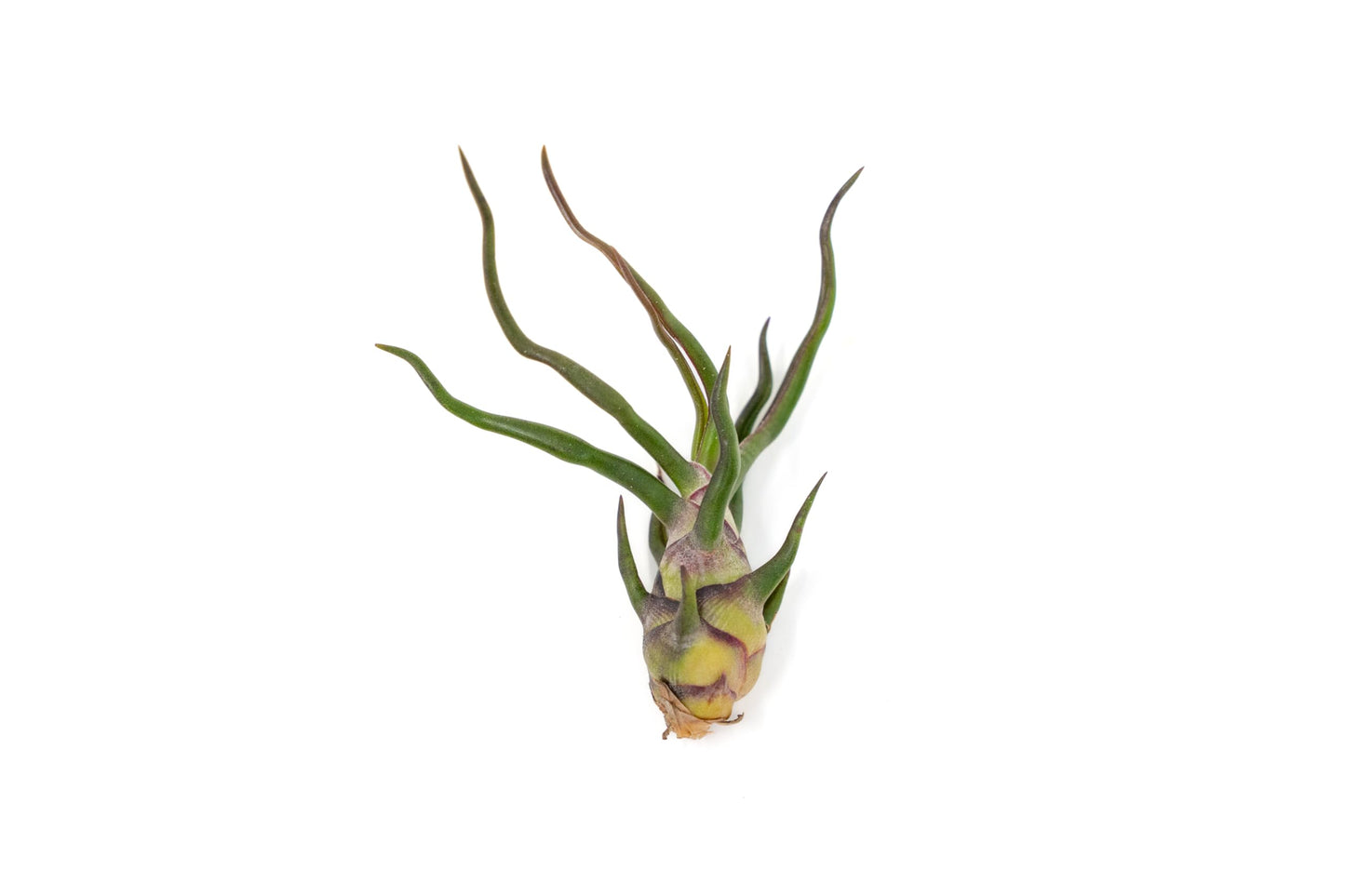 Air Plants Bulbosa Guatemala - Live Succulent House Plants - Available in Wholesale and Bulk - Home and Garden Decor - Easy Care Indoor/Outdoor Air Plant (Pack of 3)