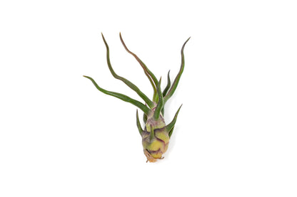 Air Plants Bulbosa Guatemala - Live Succulent House Plants - Available in Wholesale and Bulk - Home and Garden Decor - Easy Care Indoor/Outdoor Air Plant (Pack of 3)