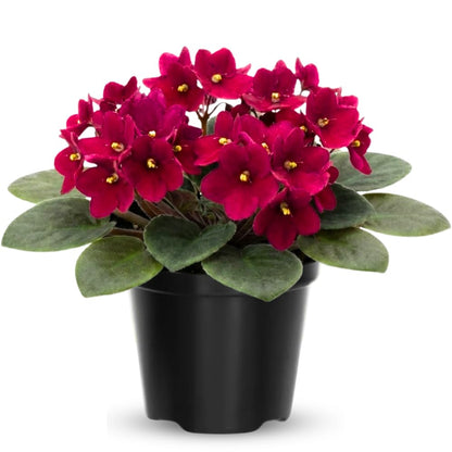 African Violet Live Plant Houseplant in 4" Pot, Blooming Indoor Plant for Home or Office with Vibrant Flowers (Red African Violet)