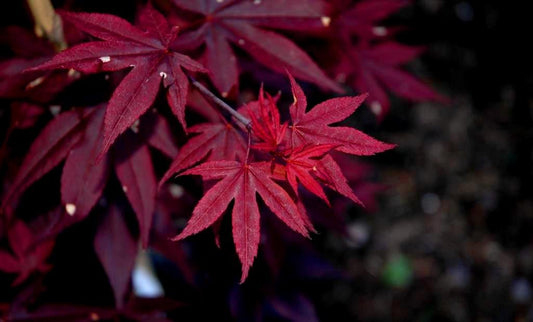 Englishtown Japanese Maple 2 - Year Live Plant