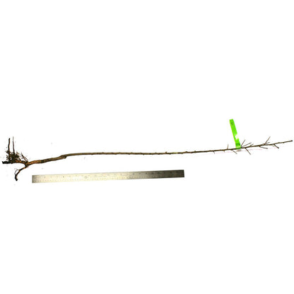 Van Zyverden Plum Tree - Methley - 1 Root Stock