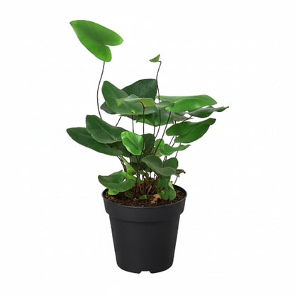 Fern 'Heart' (4 inch) - Lucky Houseplants - 4/6 inch Unique Live Decorative Houseplants - Easy to Care Indoor Plants, Perfect for Office, Home & Feng Shui Decor