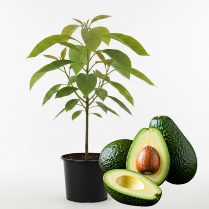 Live HASS Avocado Tree, Avocado Seedlings from 1 to 2 Feet Height, 3 Gal Pot for Edible Gardening, No Shipping to CA