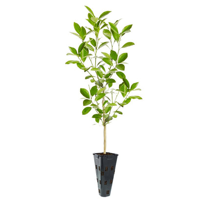 Brighter Blooms - Calamondin Bush, 1 Gallon - No Shipping to AK, AL, AZ, CA, FL, GA, HI, LA, MS, OR, TX