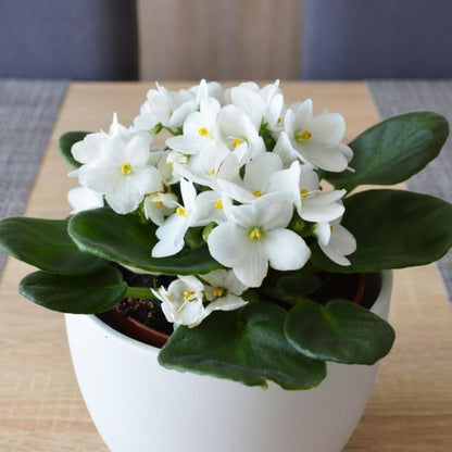 African Violet Live Plant Houseplant in 4" Pot, Blooming Indoor Plant for Home or Office with Vibrant Flowers (White African Violet)