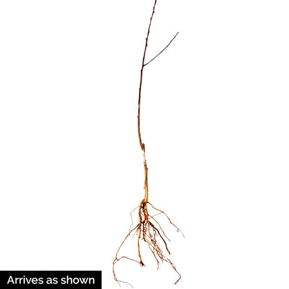 GURNEY'S - Captain Crunch Reachables Dwarf Nectarine Dormant Bare Root Starter Fruit Tree - Due to State restrictions Can't Ship to: CA, CO, ID, MT, OR, or WA