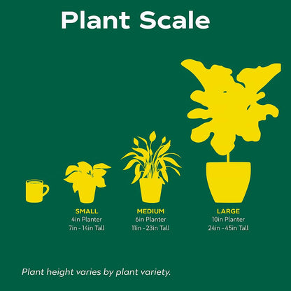 Epiphyllum 'RIC Rac' Cactus | Live Plant for Indoor & Outdoor | for Living Room, Office, Bathroom | (6" Pot)