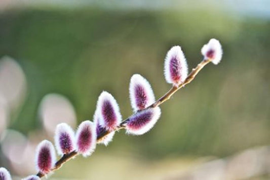 Purple Pussy Willow Tree Cuttings to Grow - One of The Most Rare Catskin Willow Trees (2 Cuttings)