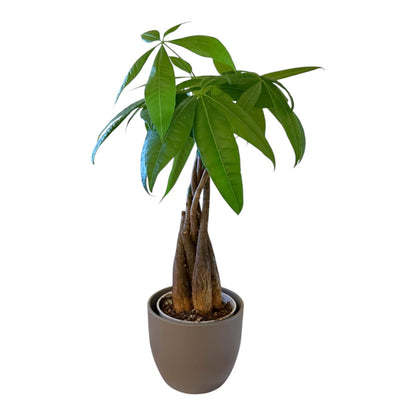 Hopewind Plants Shop Money Tree Live Plant | 14-22 Inches Tall Bonsai | Easy to Grow Indoor Houseplant | Home, Office, or Room Decor | Birthday, Housewarming Gift (Slate)
