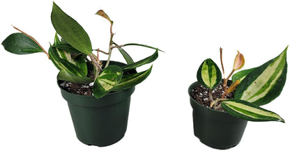 Hoya Pot of Gold - Inner Variegated Hoya Latifolia FKA Macrophylla Inner Variegated - Available in 3.5", 4.5" Pot & 6" Pot - Hoya Plants Live Houseplants (1 Small Plant, 3.5" Pot)