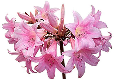 Naked Ladies Amaryllis Belladonna Bulbs – 3 Bulbs for Planting, 16–24" Tall – Elegant Indoor & Outdoor Plant – Ideal for Seasonal Decor – Low-Maintenance Amaryllis Bulbs (Not in Wax)