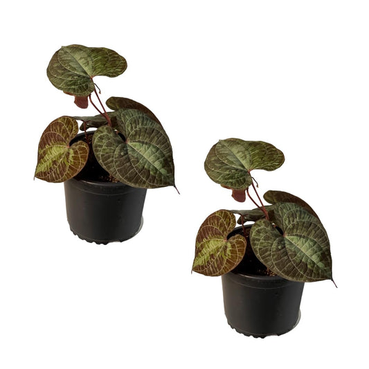LEAL PLANTS ECUADOR Dios Cori Discolor (Pack of 2) Live Plants | Exotic Live House Plant | Green Live House Plants | Rare Indoor Plants | Dios Cori Heart Plant