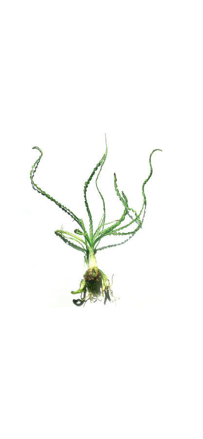 Marcus Fish Tanks Crinum Calamistratum Easy to Grow Hardy Live Aquarium Plant Betta Fish Plants