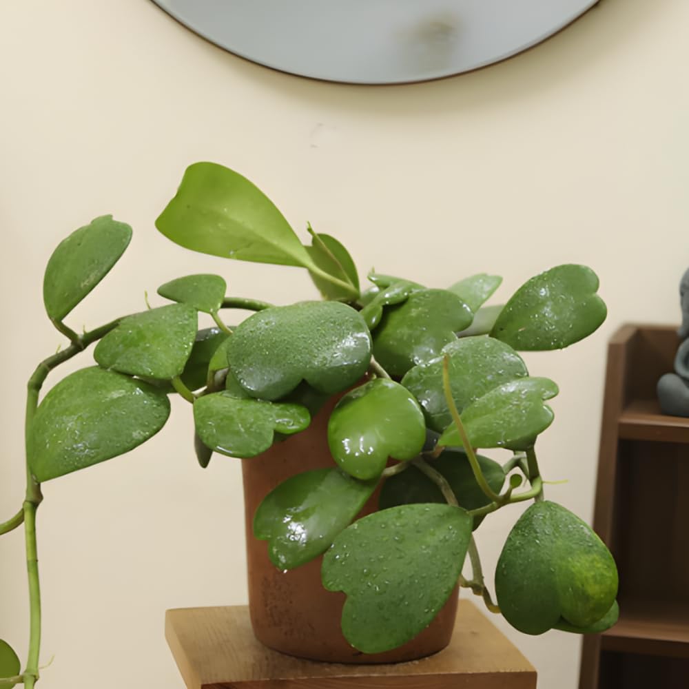 Live Green Hoya Kerrii Plant | Heart Leaf Vine in 4-Inch Pot | Established Tropical Indoor Plant | Versatile Heart-Shaped Foliage for Modern Design