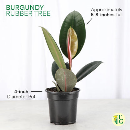 Thorsen's Greenhouse Ficus elastica, Live Indoor Plant, Rare Variety, Natural Air Purifier, Burgundy Rubber Plant, 4-Inch Diameter Pot (Nursery Pot)