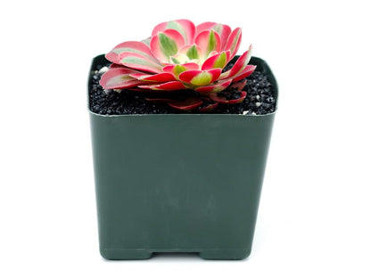 Grow Margo Aeonium Pink Witch Live Succulent (4" Plant Pot), Succulents Plants Live, Succulent Plants Fully Rooted, Rare House Plant for Home Office Decoration, DIY Projects, Party Favor Gift