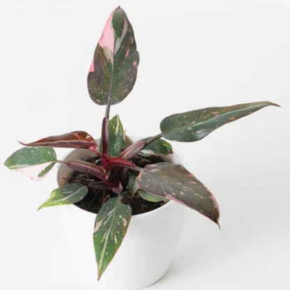 2 Pink Philodendron Plants Live, Variegated Indoor Houseplant, 5-8 Inch Tall Tropical Foliage, Rare Philodendron