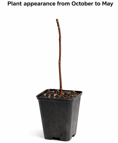 Black Elderberry Tree - 6-12" Tall Live Plant - Quart Pot - Antioxidant-Rich Berry Fruit Shrub - Sambucus Canadensis