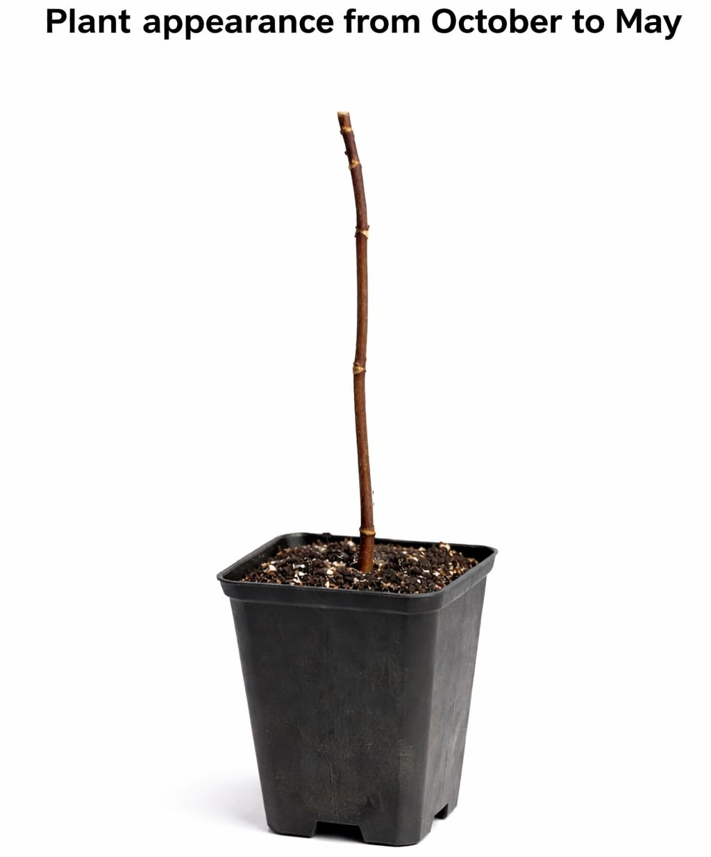 2 Paw Paw Trees Plants, Live Pawpaw Tree Plant - Banana Fruit - Asimina Triloba - Pawpaw Plants- 3.25" Pot