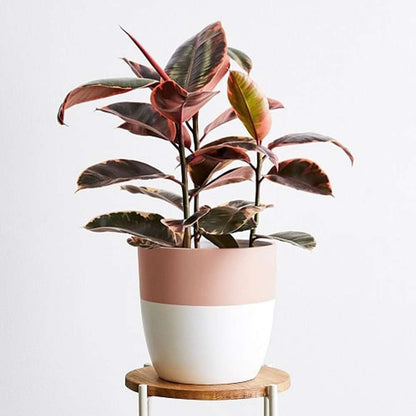 Ficus Elastica 'Ruby Pink' Live Plant for Indoor | Different Houseplants in 4'' & 6'' Pot | Real House Plant for Living Room, Office, Desk & Bathroom | Variegated Rubber Tree