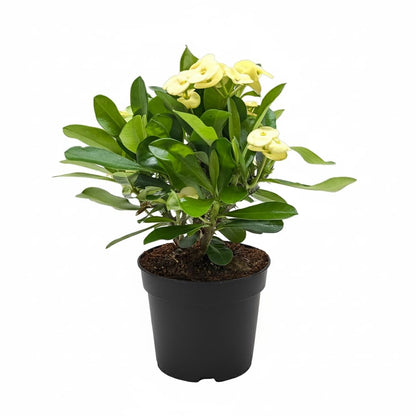 Live Indoor Flowering Houseplants, Yellow Crown of Thorns in 4" Grower Pot, Easy Care Houseplants, Live Plants for Home and Office Decor