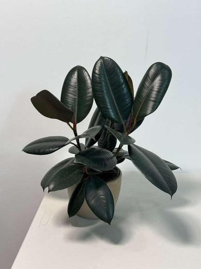 PLANTVERS Ficus Elastica ‘Burgundy’ Live Plant in 6" Grow Pot - Burgundy Rubber Tree – Low-Maintenance Indoor Houseplant | Air-Purifying Indoor Plant