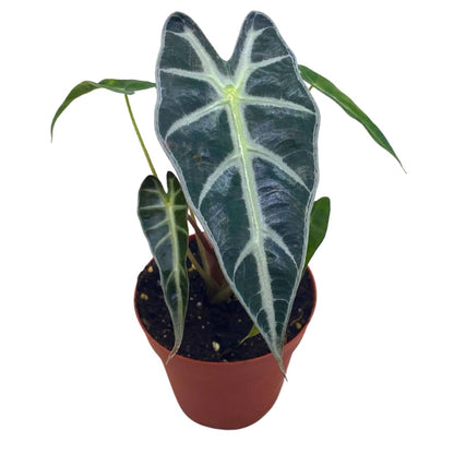 BubbleBlooms Alocasia Bambino in a 4 inch Pot