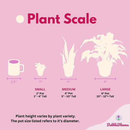 BubbleBlooms Calathea Musaica, 4 inch Calathea Network Prayer Plant Rare