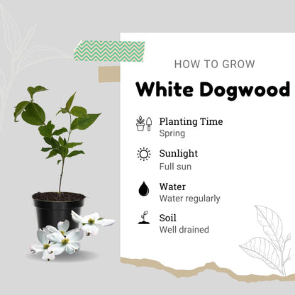 Dogwood Live Tree Plant, Flowering Dogwood Plant Live from 8 to 10 Inches Tall in Quart Pot for Outdoor Planting, Dormant in Winter (White)