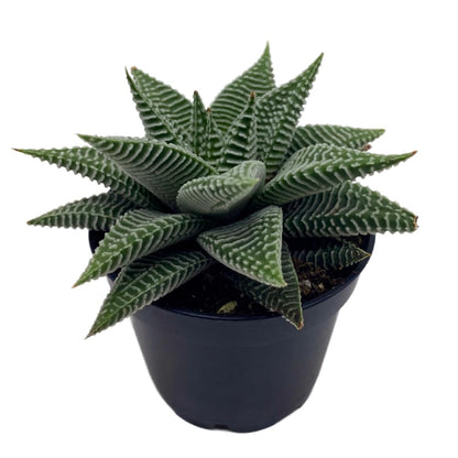 BubbleBlooms Haworthia Miami, 2 inch wandera Tropiflora Lace Aloe