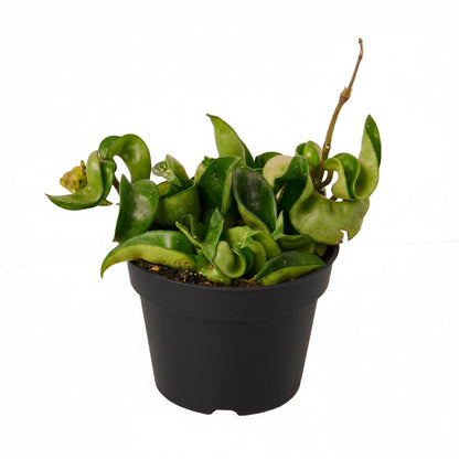 Hoya Rope Plant - Air Purifying, Unique Leaves, Tropical Houseplants - Hindu Indian Rope Plant, House Warming or Birthday Gift (4")
