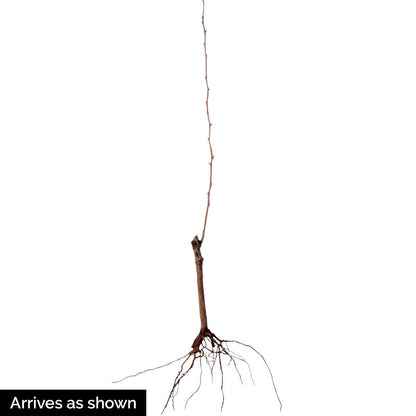 GURNEY'S - Honeysweet Pear Fruit Tree, Dormant Bare Root Starter Tree, 1-Pack, Due to State restrictions we Can't Ship to OR
