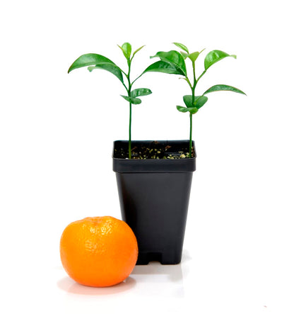 Gerald Winters and Son Satsuma Mandarin Tree - Pot of 2 Starter Plants. Citrus unshiu. 3'' - 5'', Orange