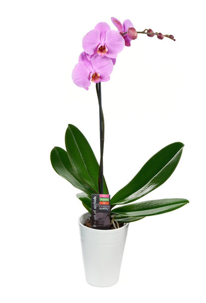 KaBloom - Purple Phalaenopsis Orchid Plant (18-24 Inches Tall) (1 Stem) in a White Ceramic Pot - Fresh Flowers for Birthday, Valentine's & Mother's Day