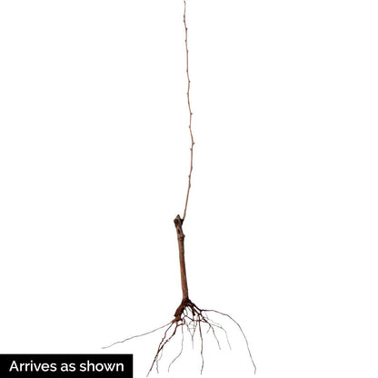 GURNEY'S - Chojuro Pear Standard Fruit Tree, Dormant Bare Root Starter Tree, 1-Pack, Due to State restrictions we Can't Ship to OR