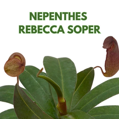 BubbleBlooms Nepenthes Rebecca Soper in a 2 inch Pot Red Tropical Pitcher Carnivorous Plant