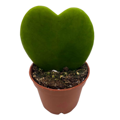 BubbleBlooms Green Hoya Kerrii Heart in a 2 inch Pot Sweetheart Mother's Day Plant